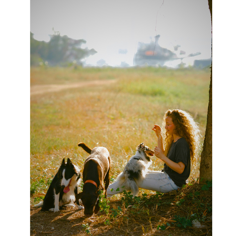 Cuidadora de guardería con perros en el parque jugando.