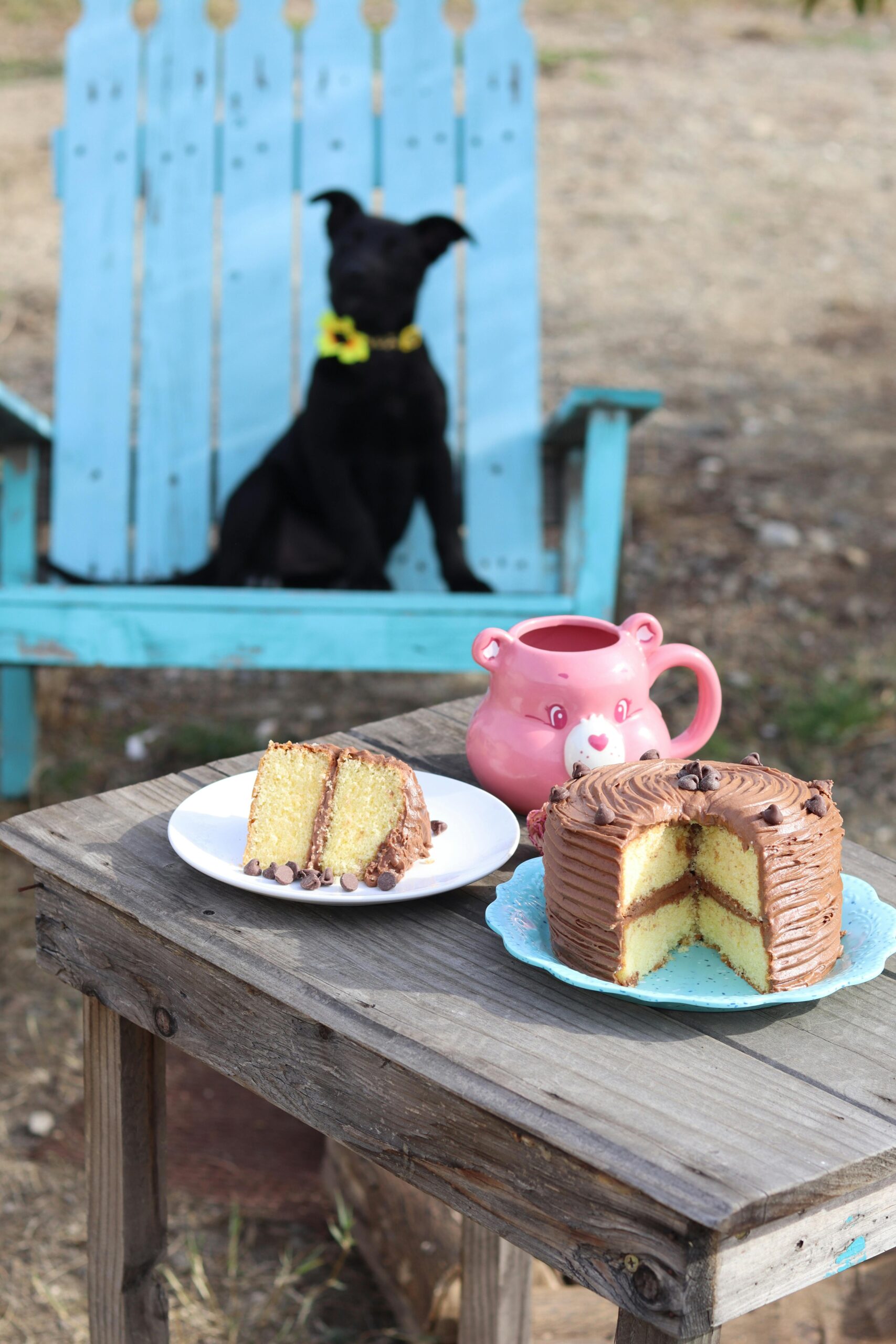 Perro observando una torta.