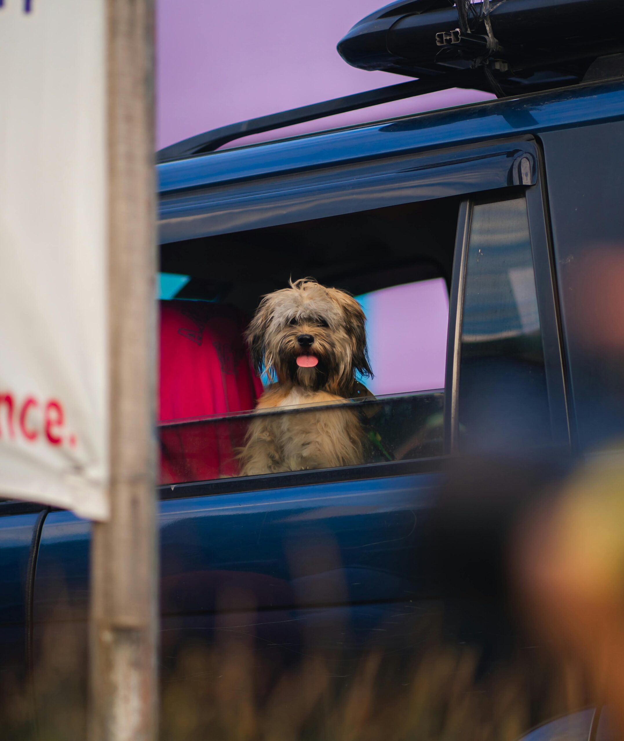 perro observa por la ventana del auto.