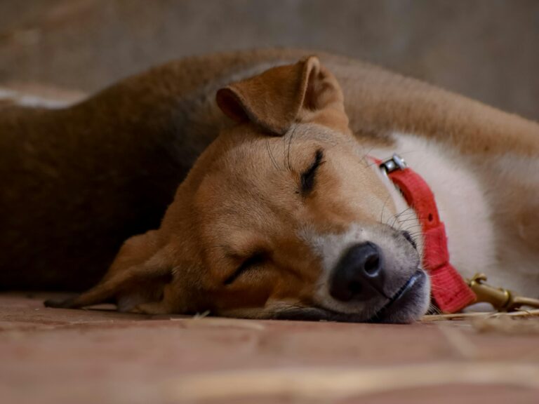 perro dormido