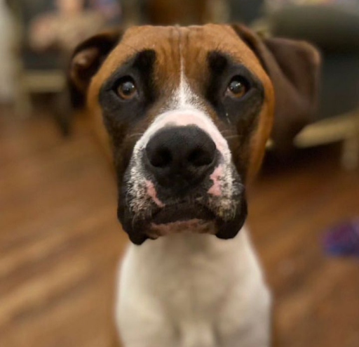 Photo from customer review