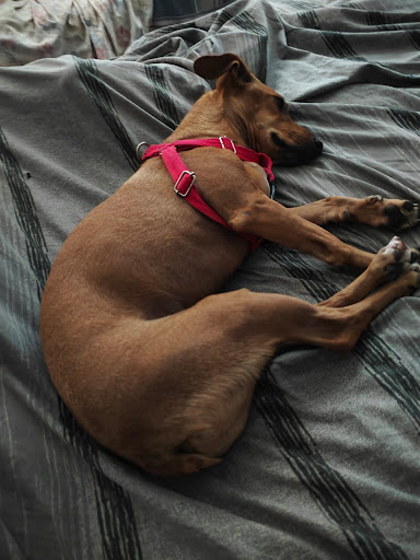 Photo from customer review