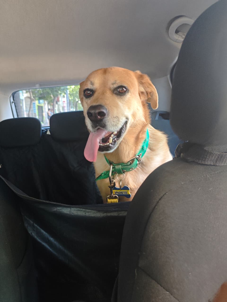 Servicio canino en córdoba