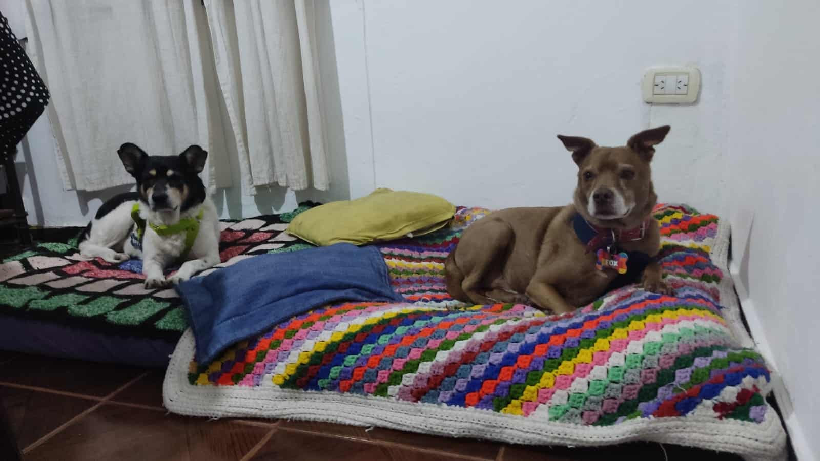 Servicio canino en cordoba perro en guarderia